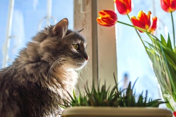 Grey fluffy domestic cat sitting with yellow red tulip flowers o