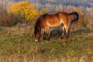 Naklejka na ściany i meble European wild horse (Equus ferus ferus) in Milovice Nature Reserve, Czech Republic