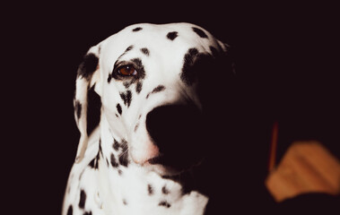 Retrato de dálmata luz y sombra