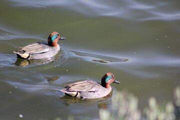 patos na &aacute;gua