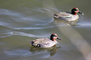 patos na &aacute;gua