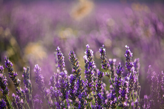 Campos de lavanda