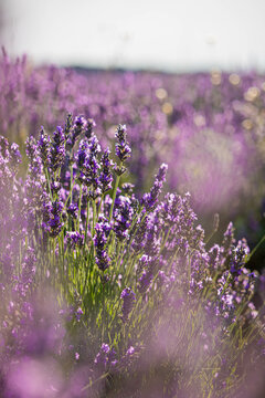 Campos de lavanda al atardecer