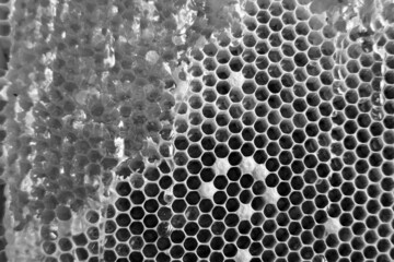 Drop of bee honey drip from hexagonal honeycombs