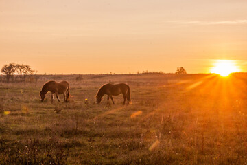 Fototapeta na wymiar Sunset view of Exmoor pony horses in Milovice Nature Reserve, Czech Republic