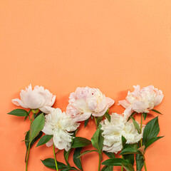 Beautiful pink peony flowers on orange background  with copy space for your text top view and flat lay style.