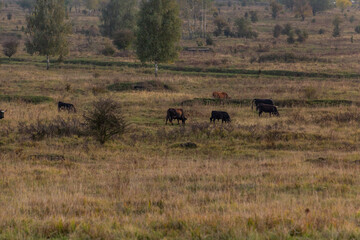 Fototapeta na wymiar Aurochs (Bos primigenius) in Milovice Nature Reserve, Czech Republic