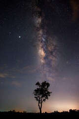 Dark Tree in the sky with stars and milky way