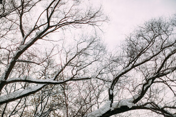 Snowy tree trunks,winter background elements of trees against the sky