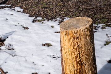 Fototapeta premium Woodworm corridors under infection bark of pine tree close up. Imprint of bark beetle. Forest pests, diseased tree. Tunnels infection bark close-up. Snow background