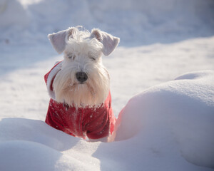 White miniature schnauzer in a red suit stands in a snowdrift
