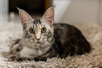 View of young Maine Coon cat