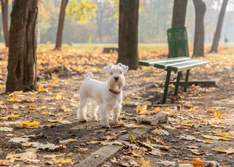White miniature schnauzer stands in the autumn park