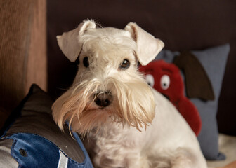 White miniature schnauzer sits near the pillow, on which the eyes
