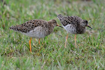 ZweiKampfläufer (Philomachus pignax) im Schlichtkleid.