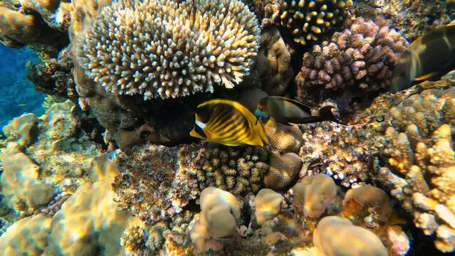 Underwater colorful tropical sea fishes and reef marine. Colorful Coral garden seascape in Red sea Egypt. Chaetodon fasciatus