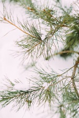 Coniferous long needles of a winter tree