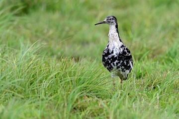 Ein Kampfläufer Männchen (Philomachus pignax) der dunklen Variante.