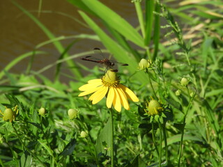 トンボ © 晋 宮本