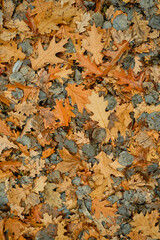 Autumn leaves on golden background. Autumn forest background. Orange and gold leaf