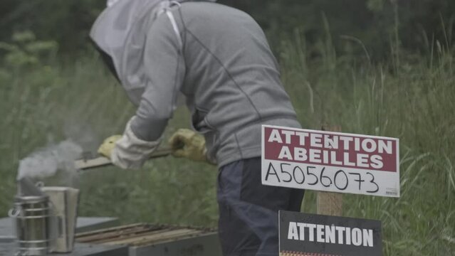 Professional beekeeper wearing protective suit mask working in a farm using beesmoker for checking and harvesting fresh honey from the wooden Beehive