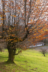 Autumn tree and meadow