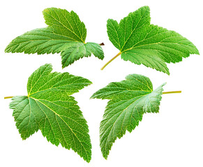 Green leaves of redcurrant plant on white background.  File contains clipping path.