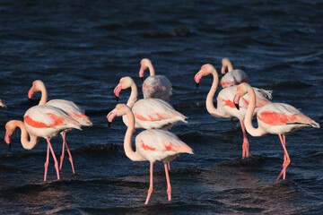 Fototapeta na wymiar dance of flamingos