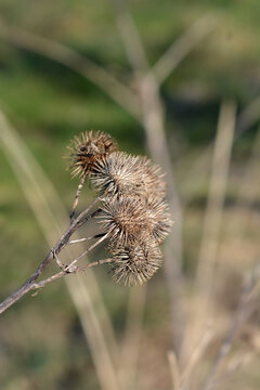 Lesser burdock