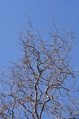 Dragons claw willow