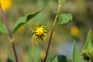Jerusalem artichoke