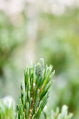 Wiethorst Schwerins pine