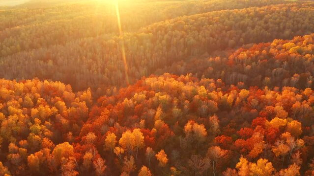 Fantastic autumn forest glows in the sunlight from a bird's eye view. Filmed in 4k, drone video.