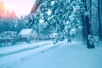 Village in the snowy forest. Pine trees covered snow