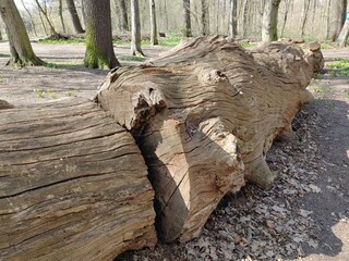 Holz im Wald