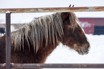 Head of brown furry plow horse in paddock on farm in winter season