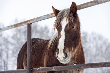 Brown furry plow horse in paddock on farm in winter season