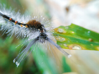 caterpillar on ginger leaf