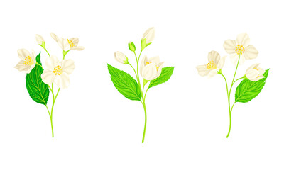 Fototapeta na wymiar Jasmine Plant Specie with Fragrant White Flowers and Pinnate Leaves Vector Set