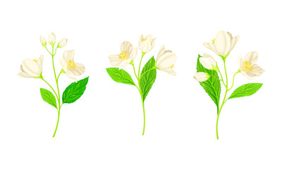 Jasmine Plant Specie with Fragrant White Flowers and Pinnate Leaves Vector Set
