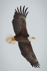 bald eagle in flight