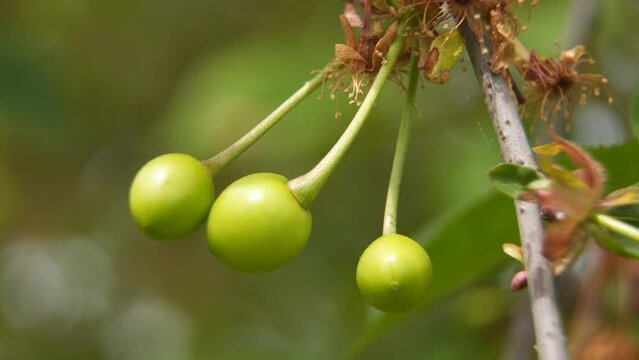Unripe cherry fruits on a tree branch. Natural spring background