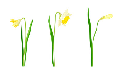 Daffodil or Jonquil Spring Flowering Plant with Yellow Flower and Leafless Stem Vector Set