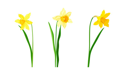 Obraz premium Daffodil or Jonquil Spring Flowering Plant with Yellow Flower and Leafless Stem Vector Set