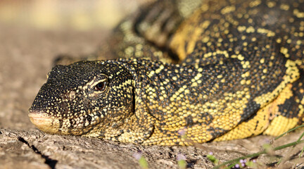 Nile Monitor, Kruger National Park