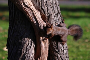 木に登る秋のエゾリス