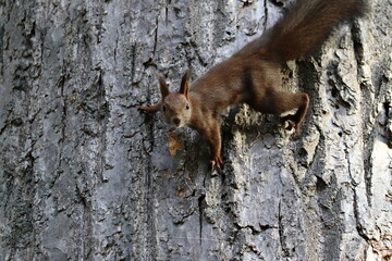 木に登る秋のエゾリス