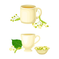 Linden or Tilia Cordata Brewing in Cup with Blossom Nearby Vector Set