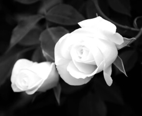 Weiße Rosen in der Farbe monochrom, schwarzweiß - Freisteller - Hintergrund - Textfreiraum	