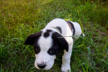 Black and white spotty puppy Alabai on green grass background. Cute small dog, breed Central Asian Shepherd. Close-up.